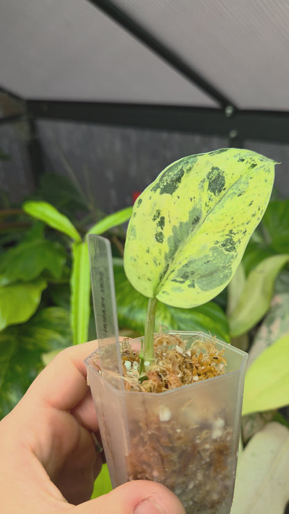 Scindapsus Peasun XS