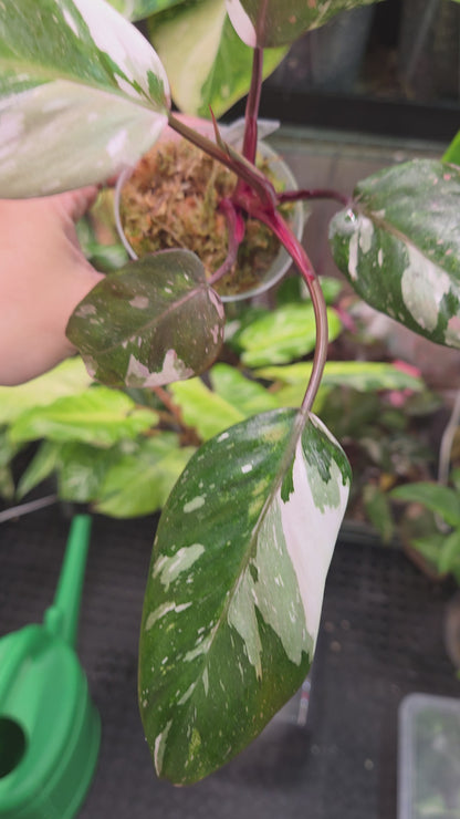 Philodendron Red Anderson