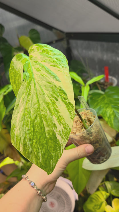 Amydrium Medium Variegata Small