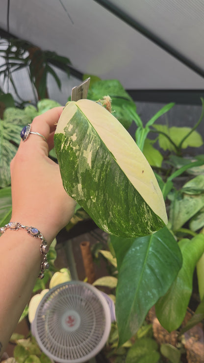 Monstera Lechleriana Variegata