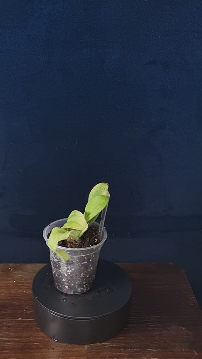 Rhaphidophora Korthalsii Marble Aurea