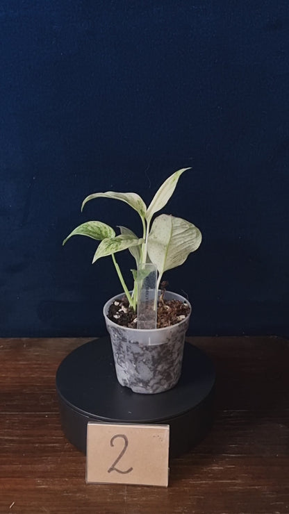 Monstera Laniata Mint