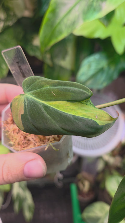 Philodendron Micans Variegata