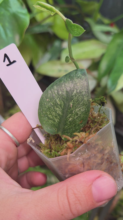 Rhaphidophora Hongkongensis Variegata