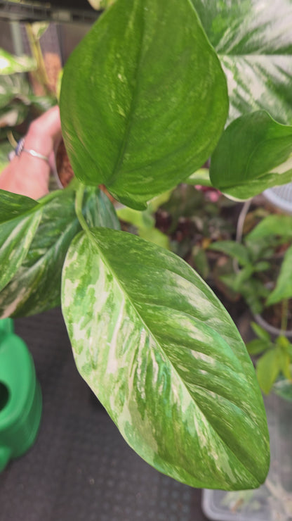 Monstera Lechleriana Variegata