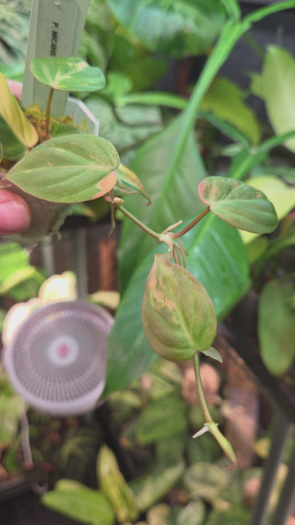 Philodendron Micans Variegata