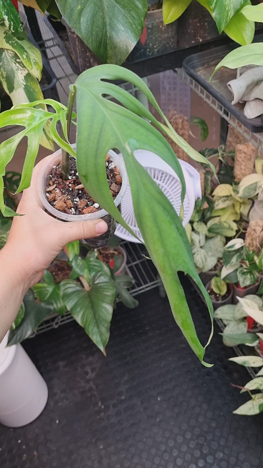 Monstera Croatii