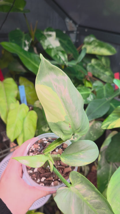 Philodendron Silver Sword Variegata