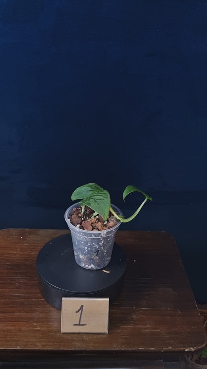 Monstera Sp.Velvet (peru)