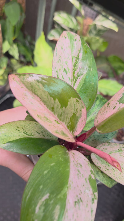 Philodendron Red Congo Marble Dwarf