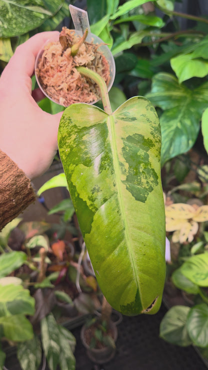 Philodendron Whipple Way Marble/Mint Medium