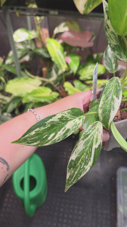 Philodendron Emerald Ice - Medium