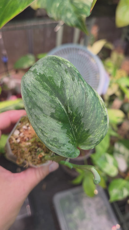 Scindapsus Silver Knight Variegata