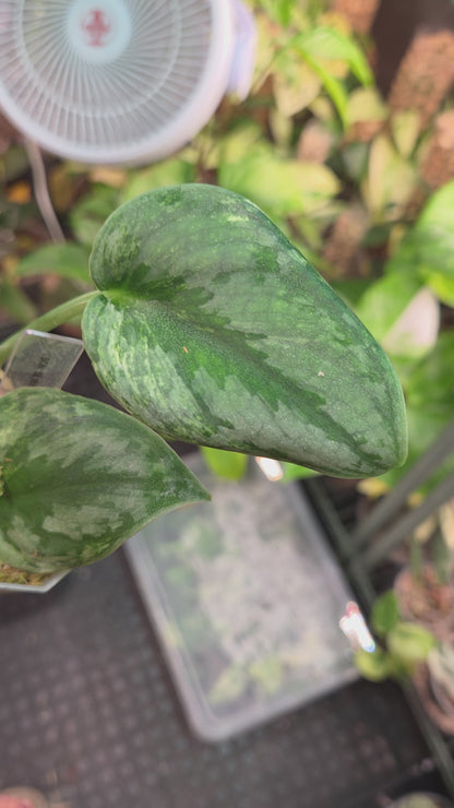 Scindapsus Silver Knight Variegata