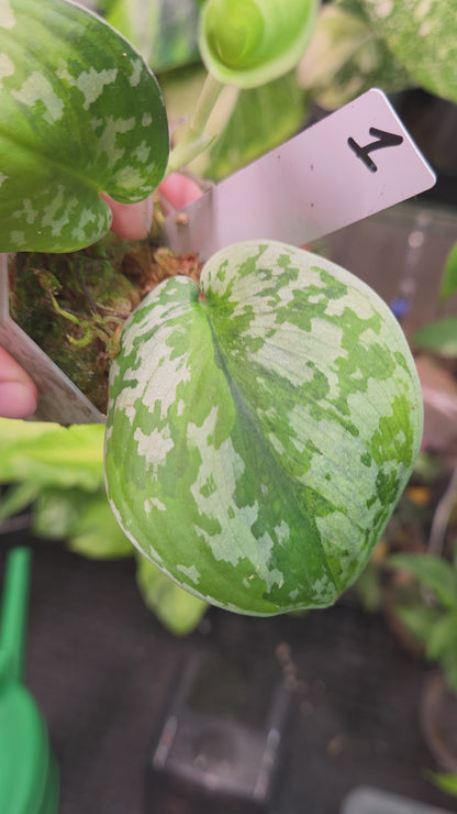 Scindapsus Sentarum Variegata