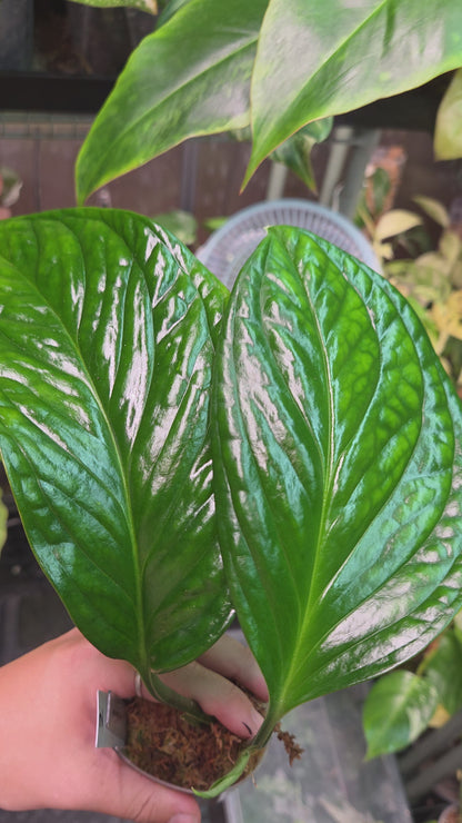Monstera Pinnatipartita