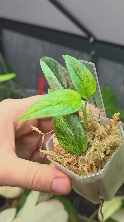 Epipremnum Cebu Blue Mint