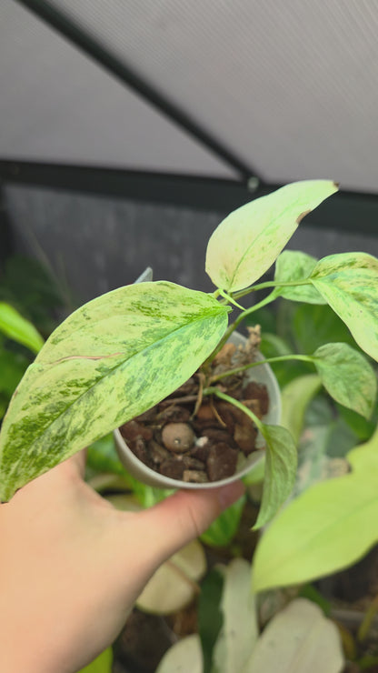 Monstera Laniata Mint