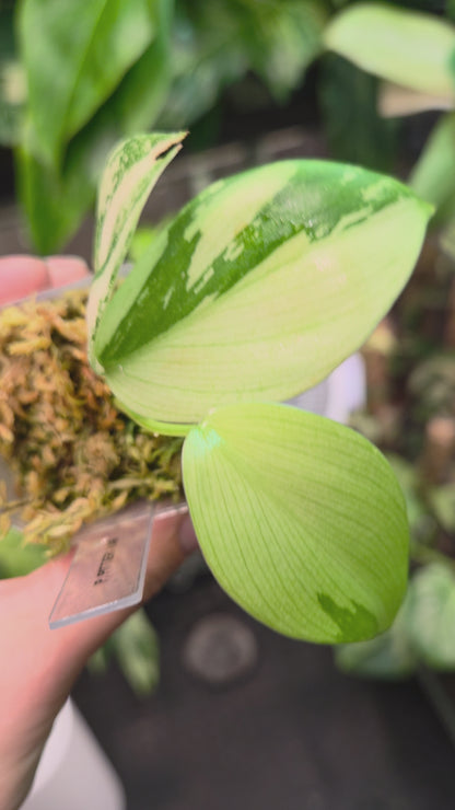 Philodendron Pittieri Variegata