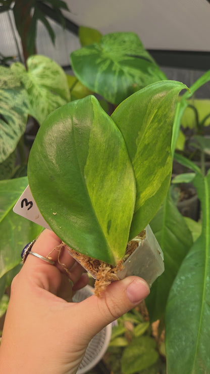 Rhaphidophora Elliptica Aurea