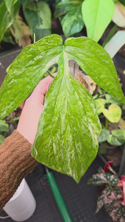 Amydrium Medium Variegata Small