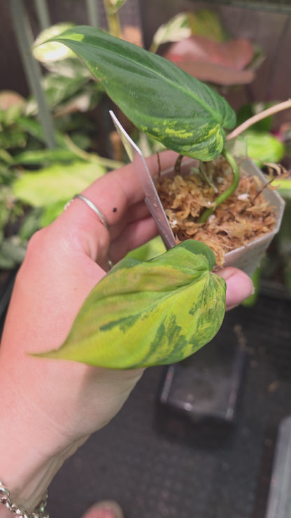 Philodendron Micans Variegata