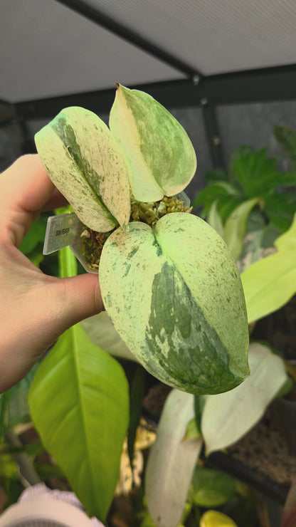 Scindapsus Peasun Small