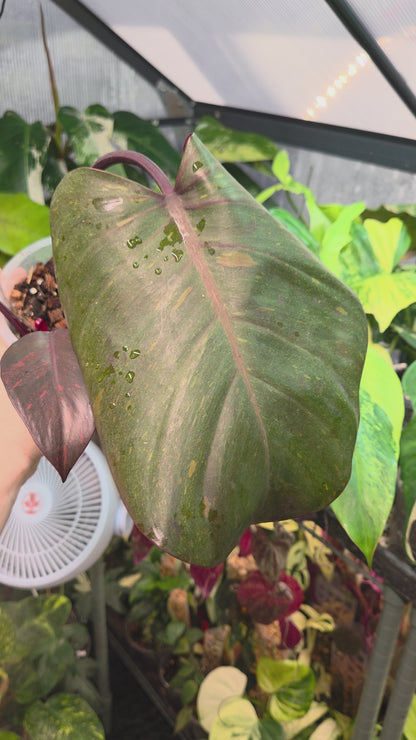 Philodendron Orange Princess