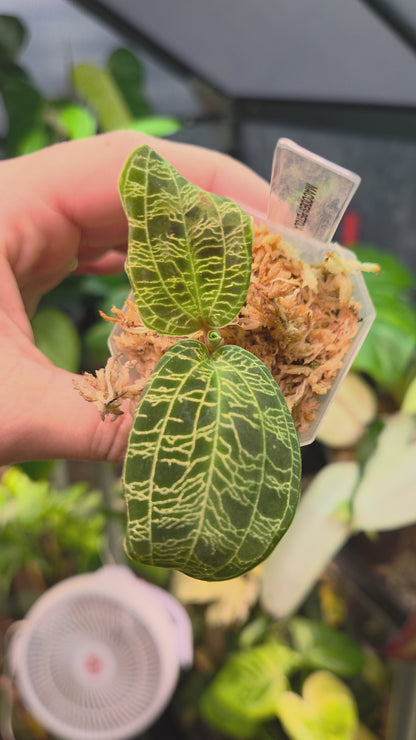Macodes Petola (Jewel Orchid)