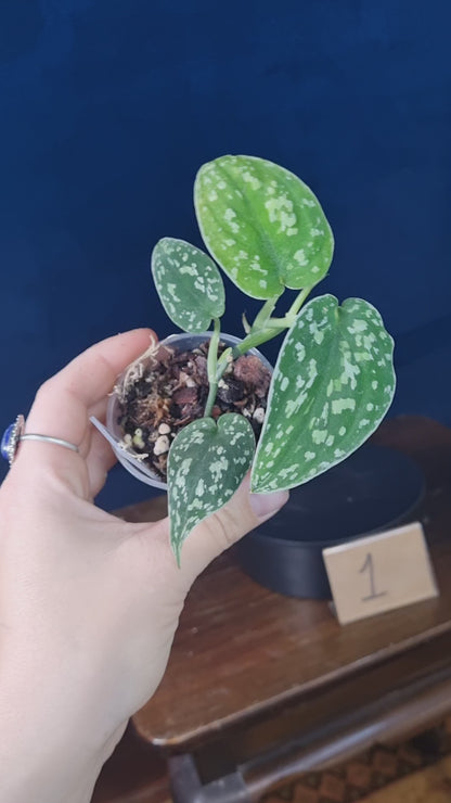 Scindapsus Pictus Tricolor