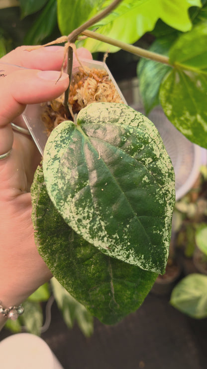 Piper Macropiper Variegata