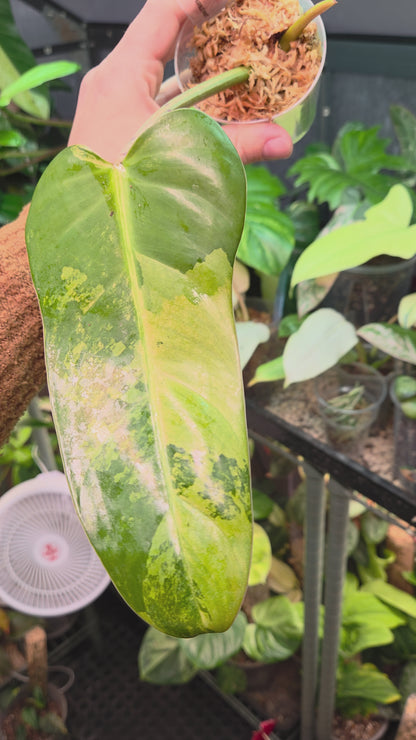 Philodendron Whipple Way Marble/Mint Medium