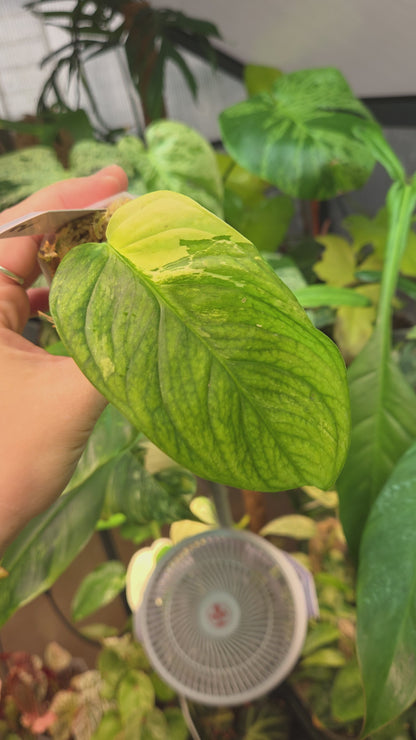 Monstera Obliqua Mayuna Variegata