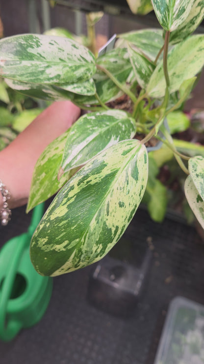 Philodendron Emerald Ice - Medium