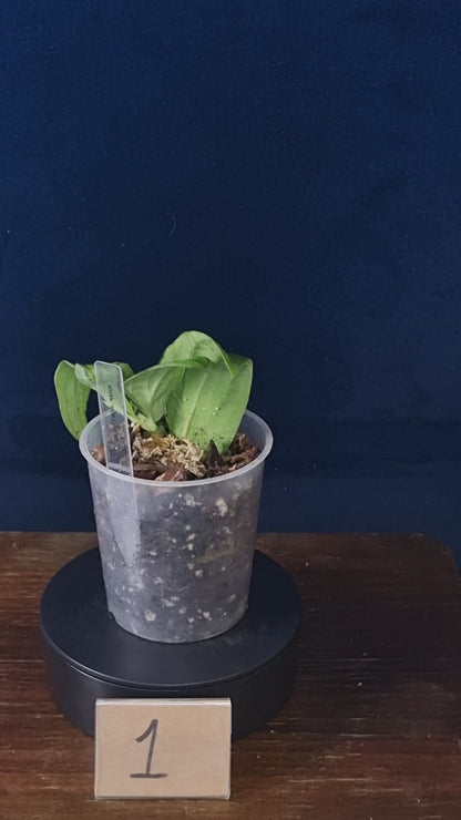 Rhaphidophora Korthalsii