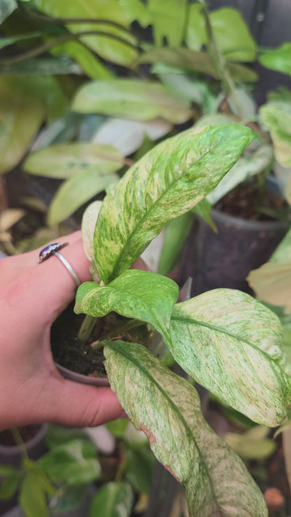 Rhaphidophora Puberula Variegata