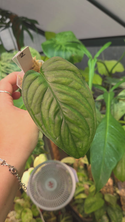 Monstera Sp. Loli