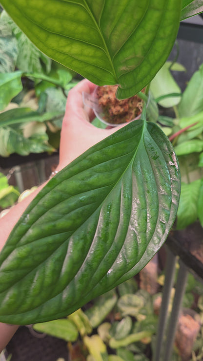 Monstera Pinnatipartita