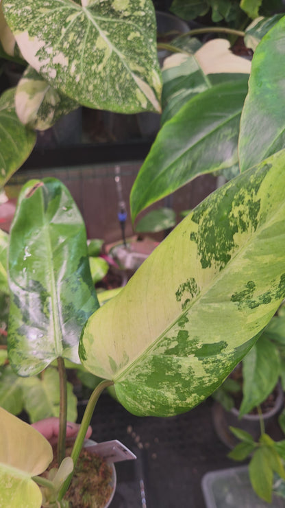 Philodendron Whipple Way Marble/Mint