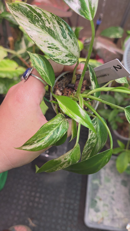 Philodendron Emerald Ice - Small