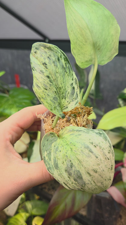 Scindapsus Peasun Small