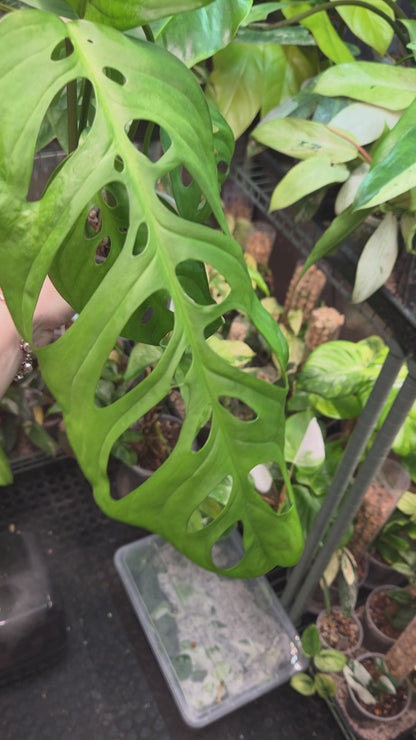 Monstera Epipremnoides Esqueleto