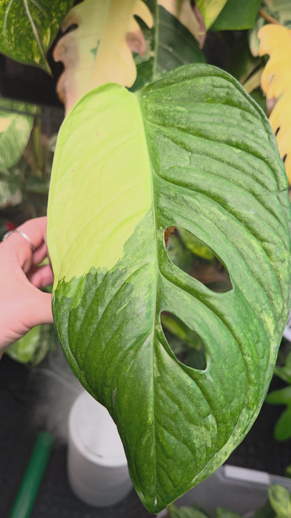 Monstera Obliqua Mayuna Variegata