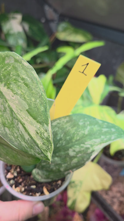 Scindapsus Halimoon Small