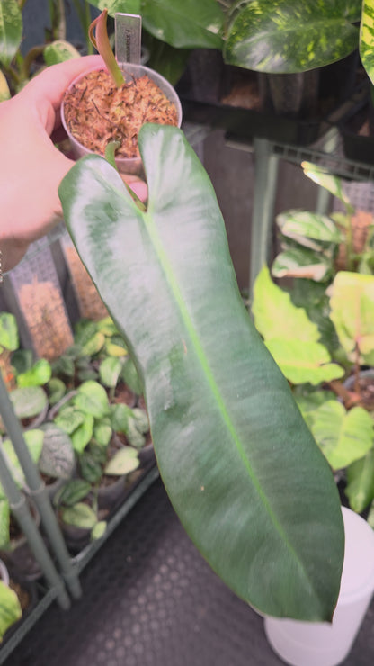 Philodendron Atabapoense