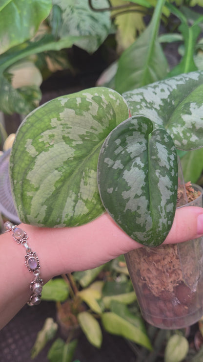 Scindapsus Macaro - Medium