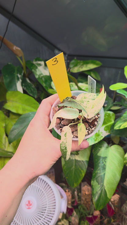 Epipremnum Pinnatum Cebu Blue Variegata