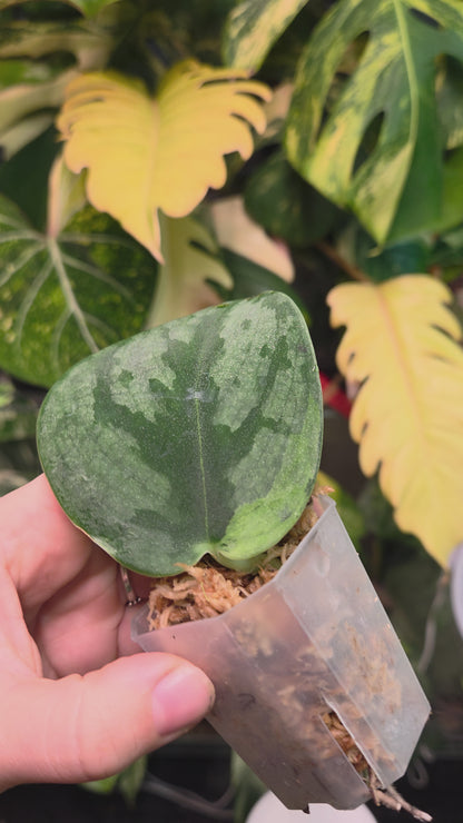 Scindapsus Silver Knight 'Kunzo'