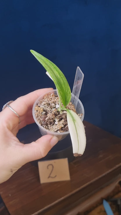 Epipremnum Amplissimum Silver Stripe Variegata