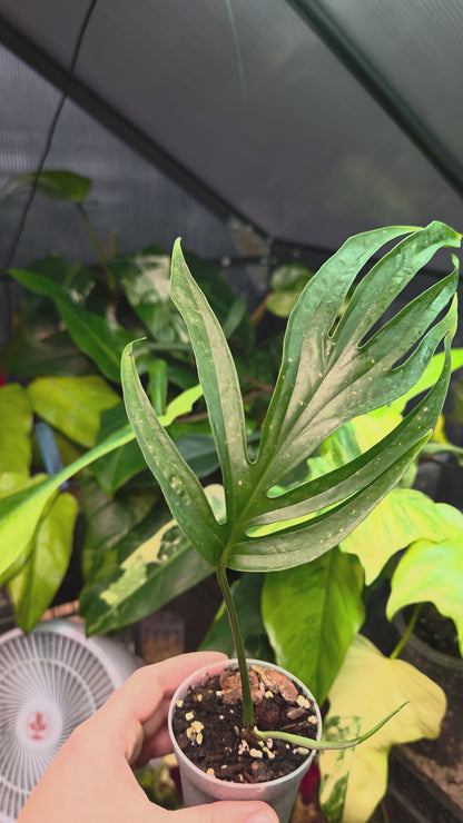 Amydrium Zippelianum